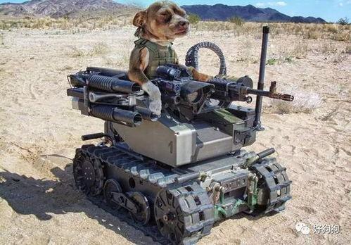 娱乐吃瓜汪星人是谁啊,网络红星的崛起之路